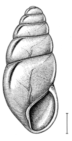 Coclicopa lubrica illustration